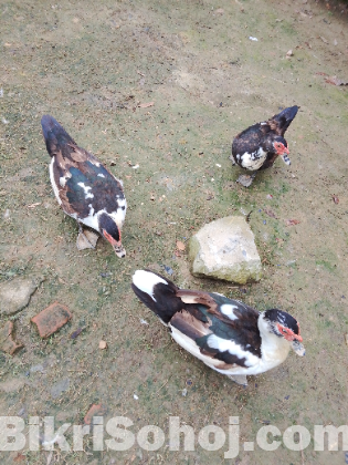 চিনা-হাঁস